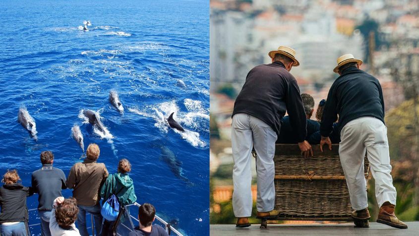 Turistas a observarem golfinhos nos Açores e Turistas a andarem de cesto na Madeira
